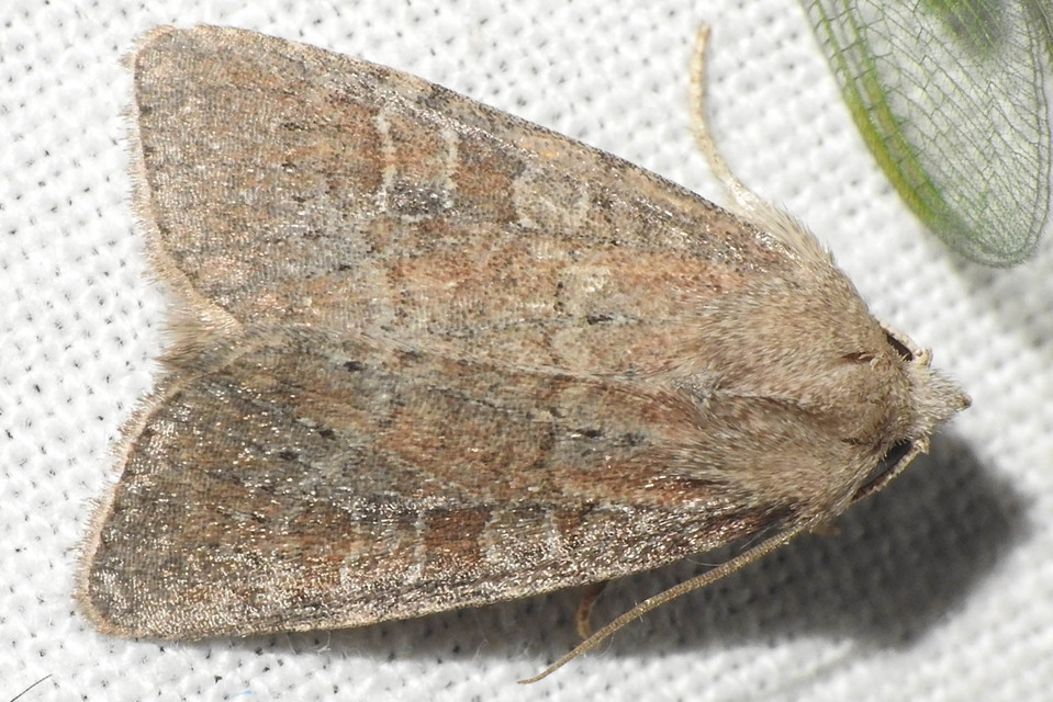 Parastichtis suspecta - sötét erdeibagoly