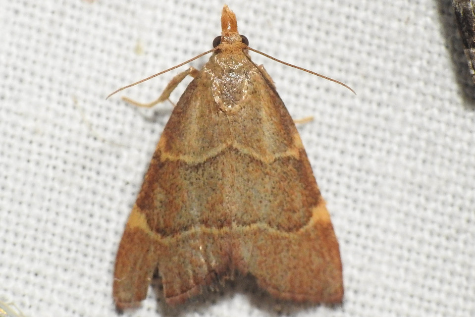 Hypsopygia rubidalis - vörös fényilonca