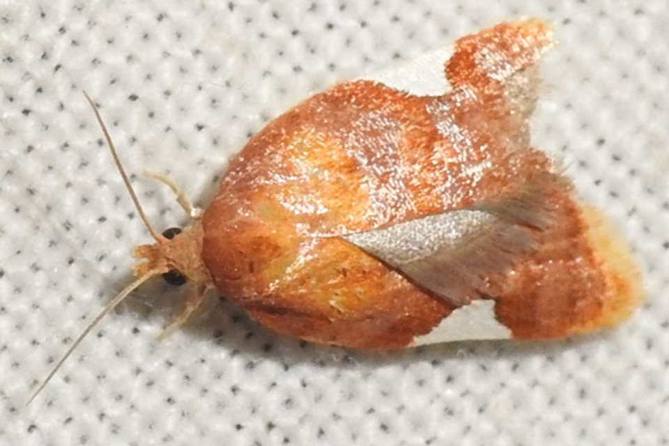 Acleris holmiana - fehérfoltos levélmoly