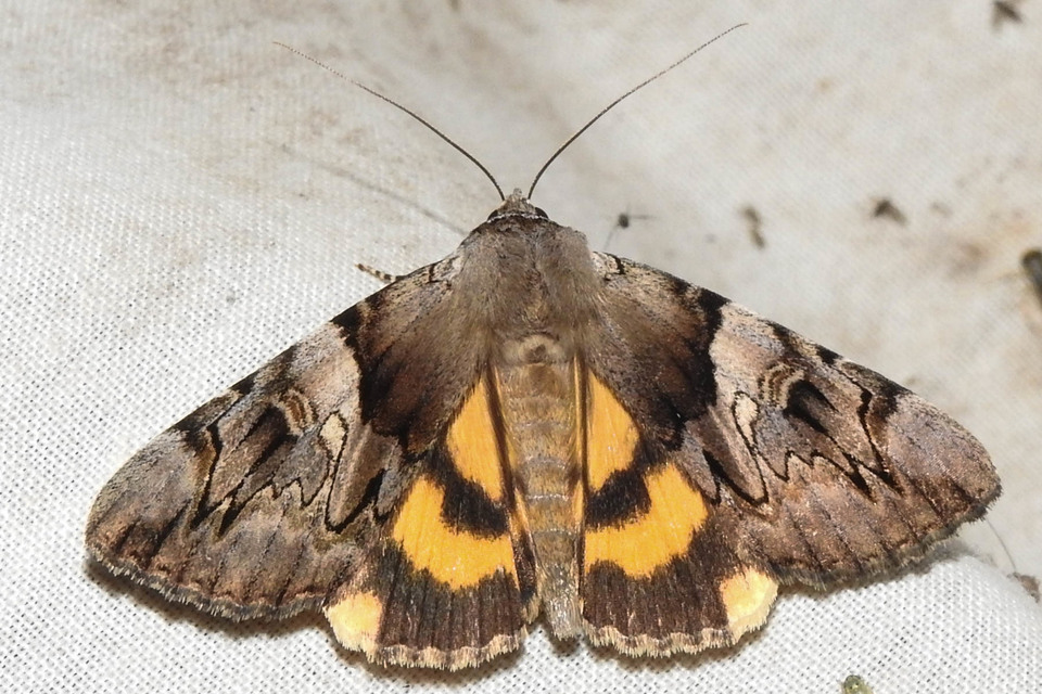 Catocala fulminea - galagonya-övesbagoly