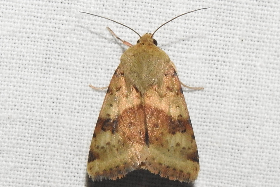 Heliothis viriplaca - mácsonyabagoly
