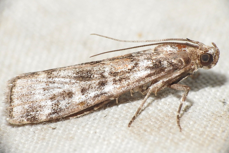 Dioryctria sylvestrella - tobozrágó karcsúmoly