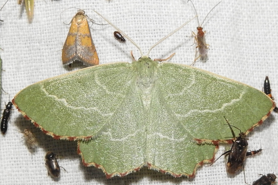 Thalera fimbrialis - csipkésszélű zöldaraszoló