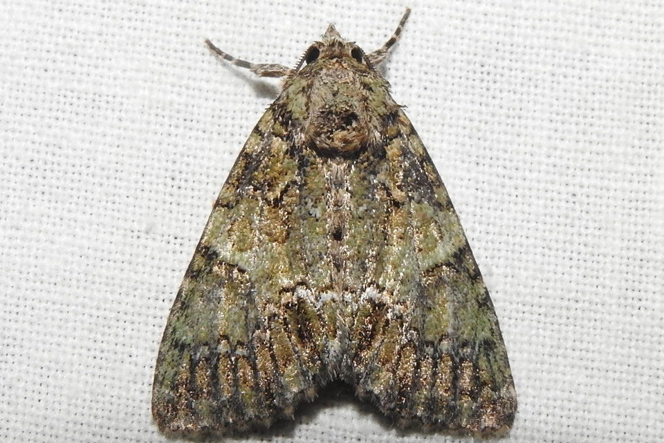 Polyphaenis sericata - selyemfényű erdeibagoly
