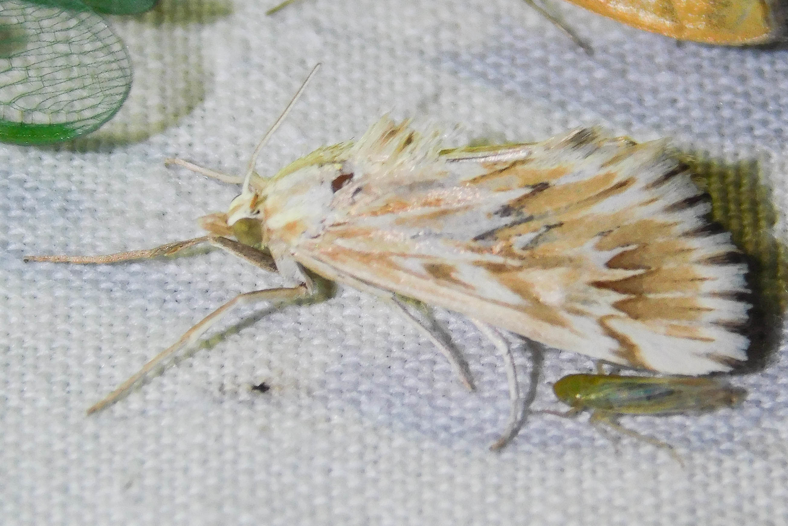 Cynaeda gigantea - magyar ciframoly