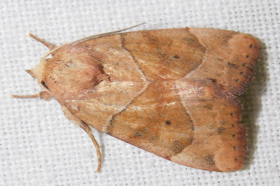 Cosmia trapezina - közönséges lombbagoly