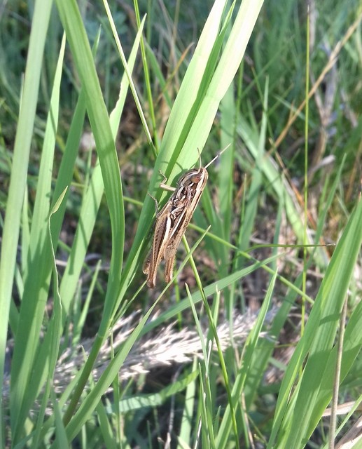 Euchorthippus declivus - rövidszárnyú rétisáska