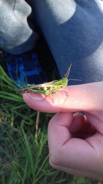Oedaleus decorus - szalagos sáska