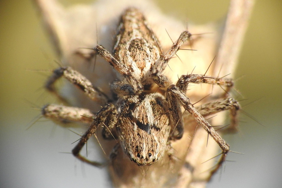 Oxyopes heterophthalmus - homoki hiúzpók