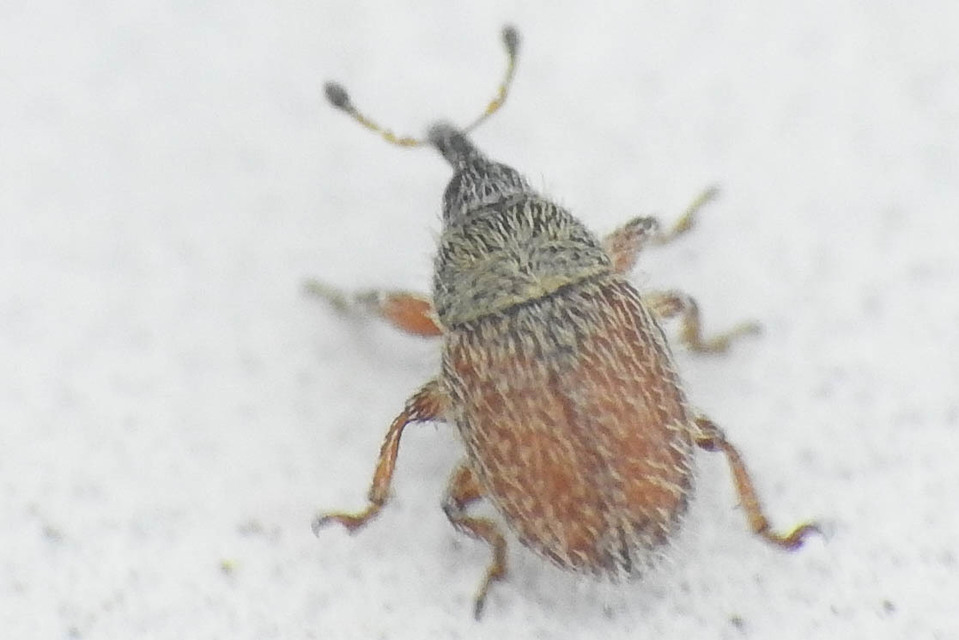 Mecinus ictericus - bundás útifűormányos