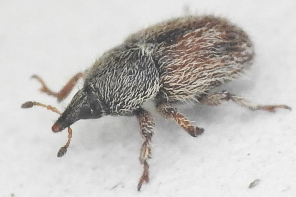 Mecinus pirazzolii - homoki útifűormányos