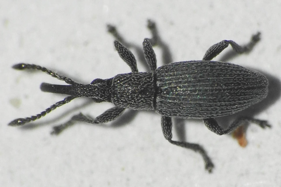 Ceratapion penetrans - lapátlábú cickányormányos Ceratapion penetrans - lapátlábú cickányormányos