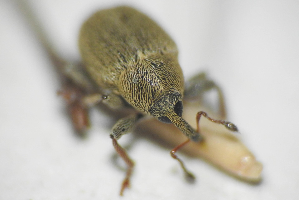 Sibinia tibialis - szikárhabszegfű-ormányos