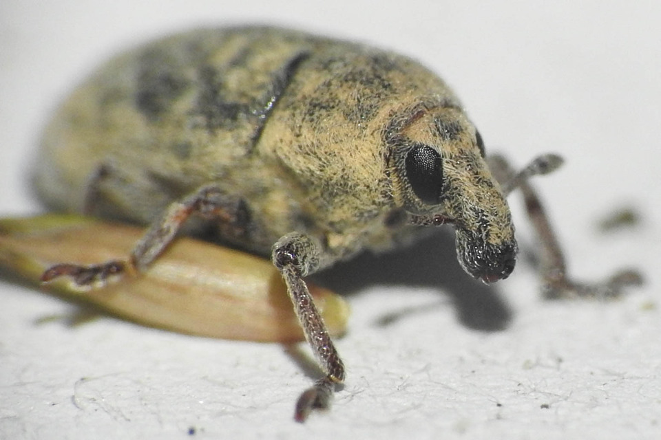 Larinus obtusus - imola-púderbarkó