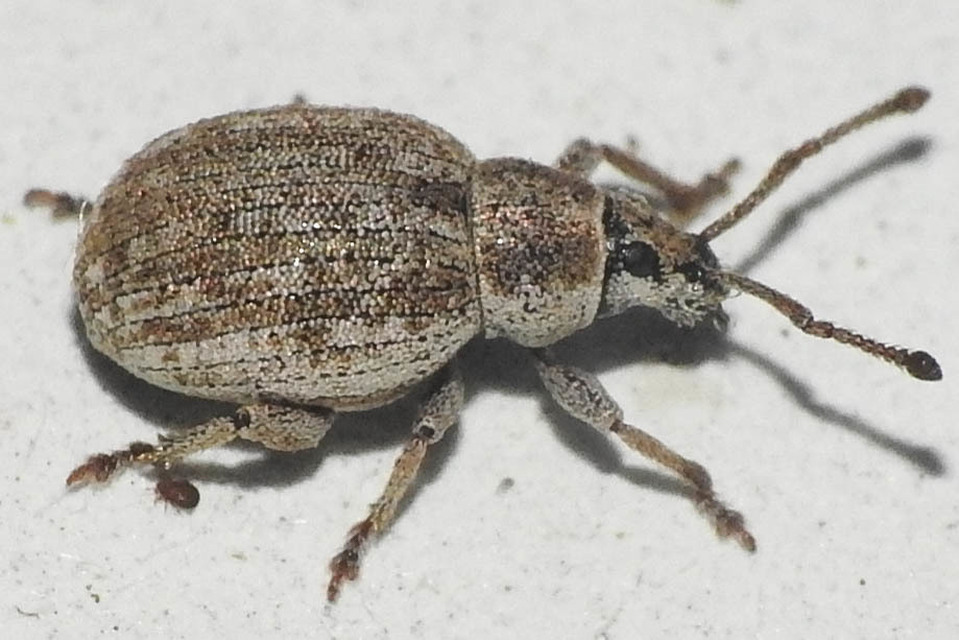 Peritelus familiaris - nagy kendermagbogár