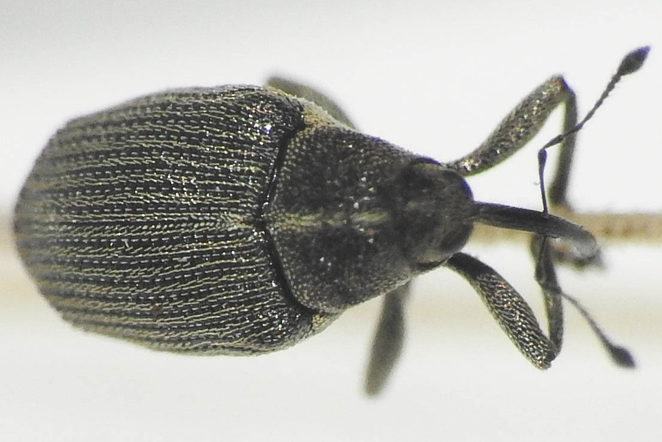 Ceutorhynchus obstrictus - repcebecő-ceutormányos