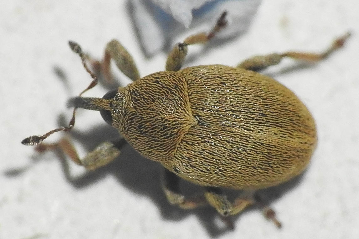 Sibinia tibialis - szikárhabszegfű-ormányos