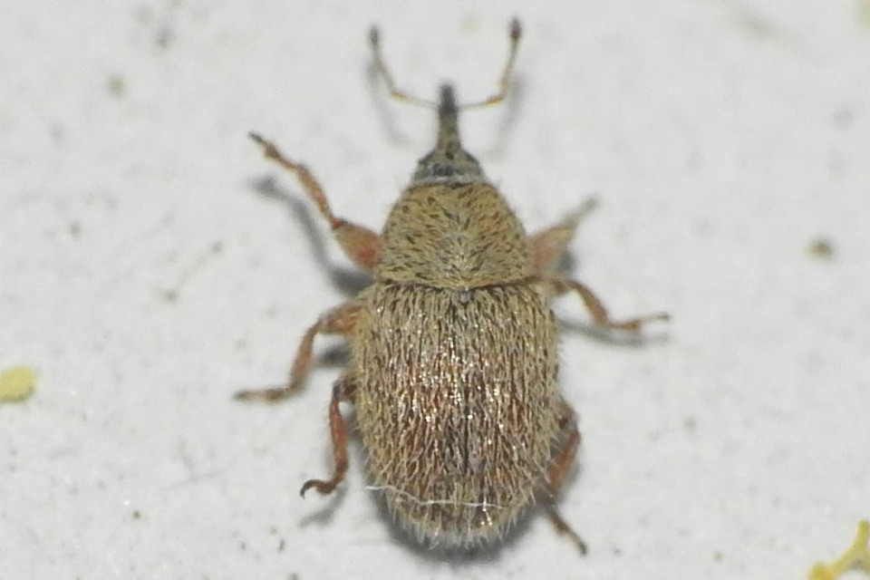 Mecinus ictericus - bundás útifűormányos
