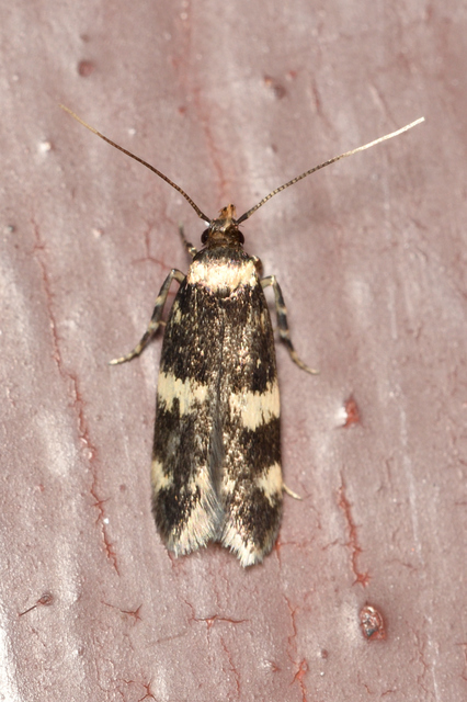 Oegoconia