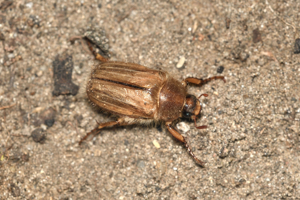 Amphimallon solstitiale - bordás sárgacserebogár