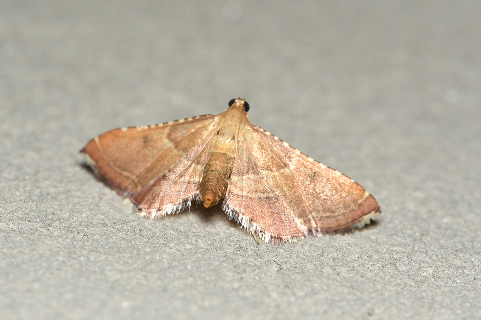 Endotricha flammealis - tüzesszárnyú fényilonca
