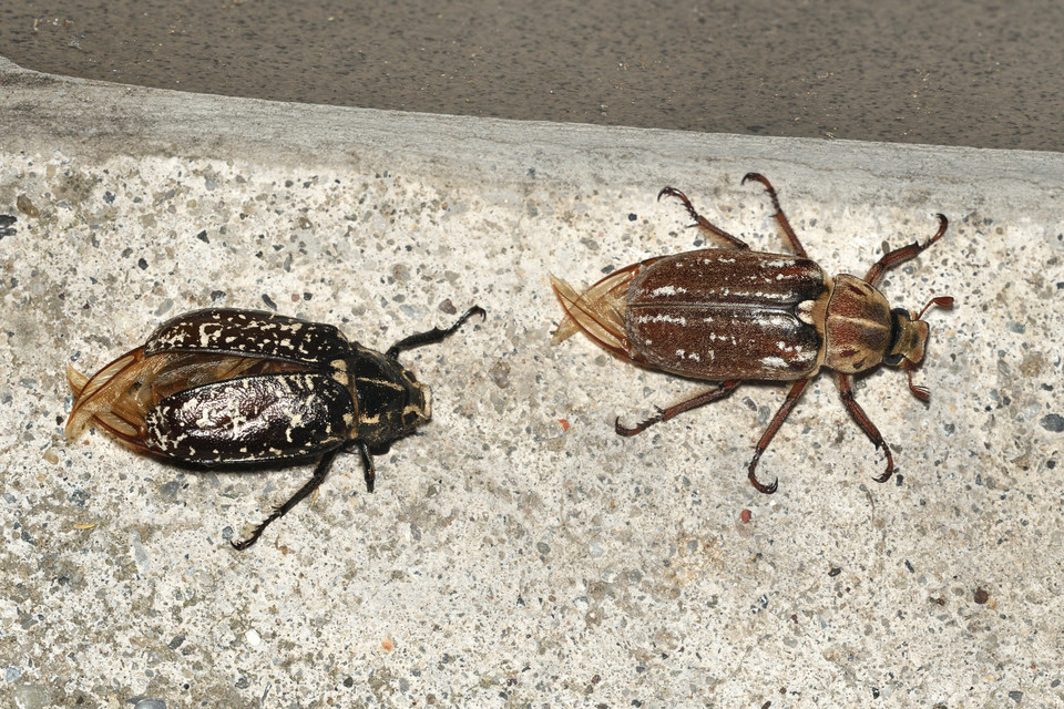 Anoxia orientalis - keleti cserebogár