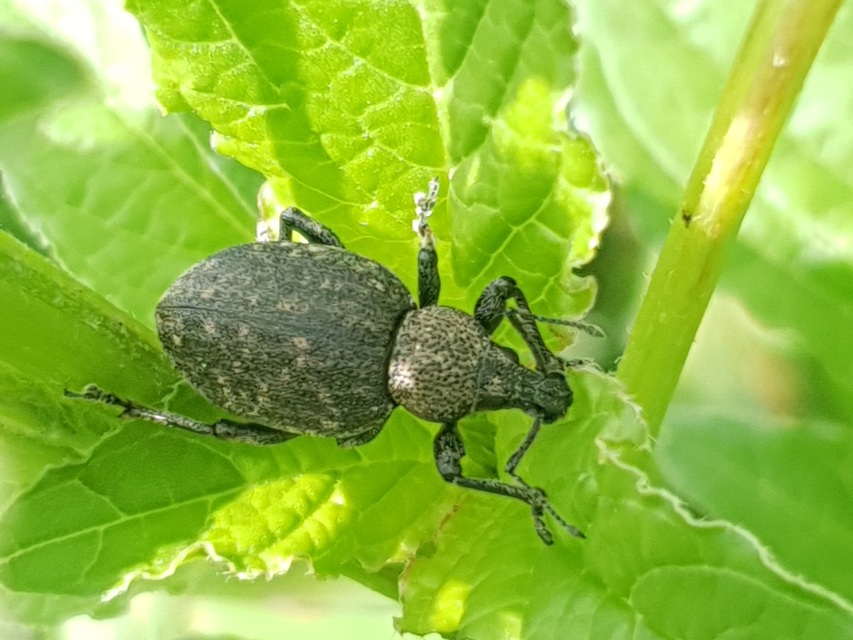Otiorhynchus ligustici - vincellér-gyalogormányos