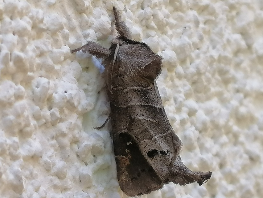 Clostera anachoreta - tarka levélszövő