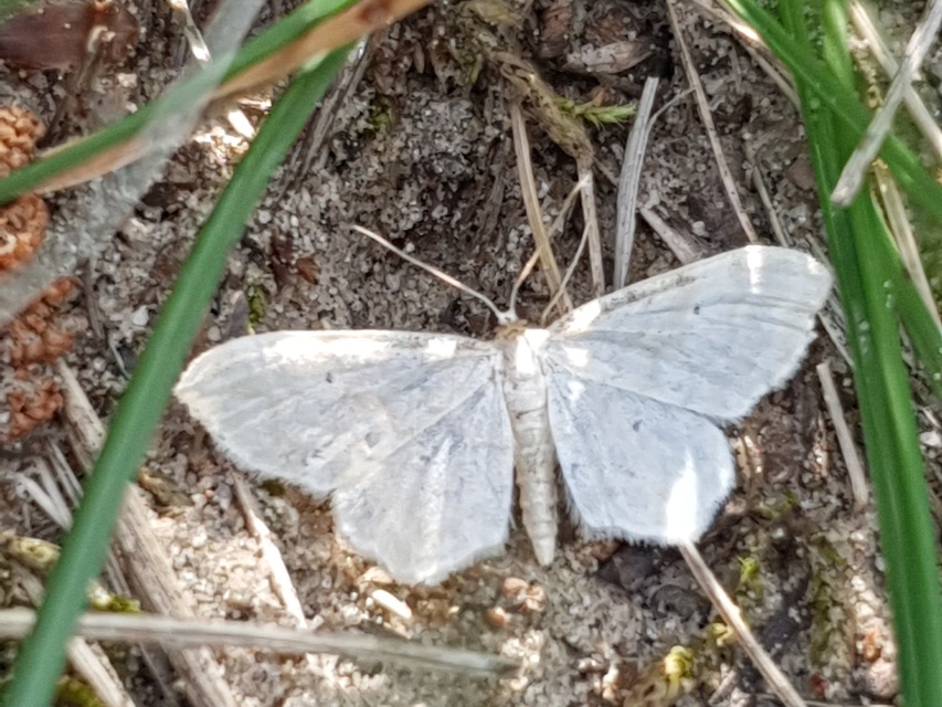 Idaea fuscovenosa - szürkeszélű apróaraszoló