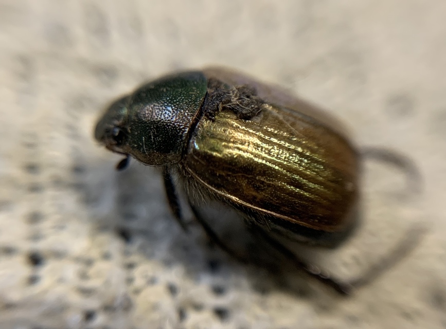 Anomala dubia - kis fináncbogár