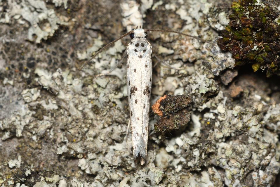 Yponomeuta plumbella - pókhálós bengemoly