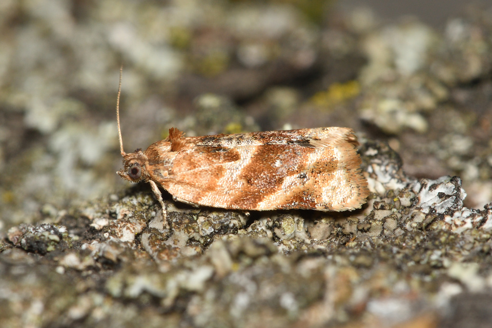 Argyrotaenia ljungiana - ékes sodrómoly