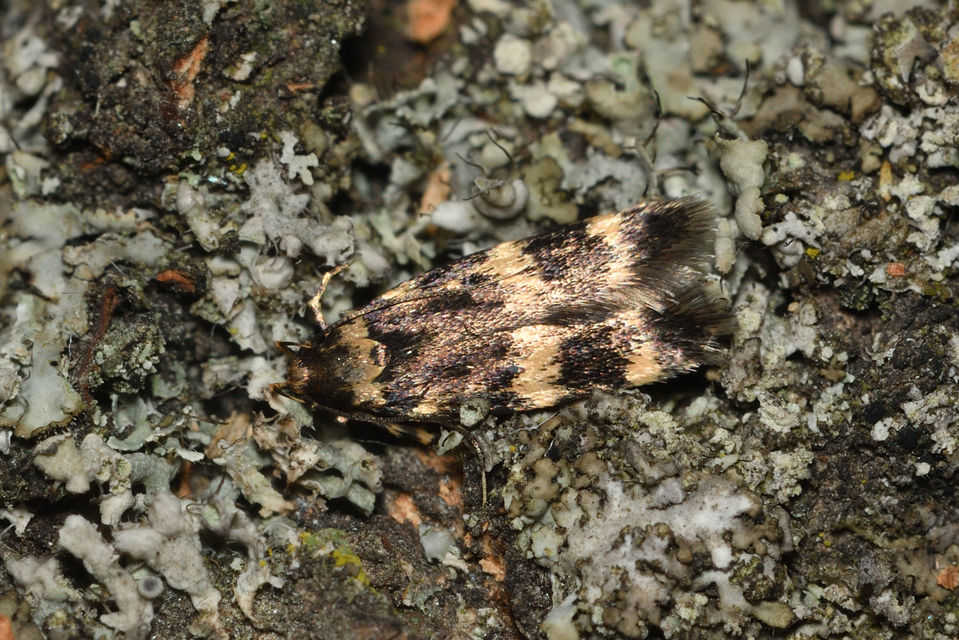 Oegoconia