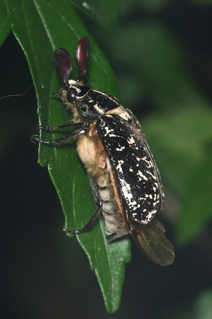 Polyphylla fullo - csapó cserebogár