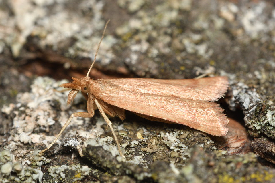 Synaphe punctalis - hosszúlábú fényilonca