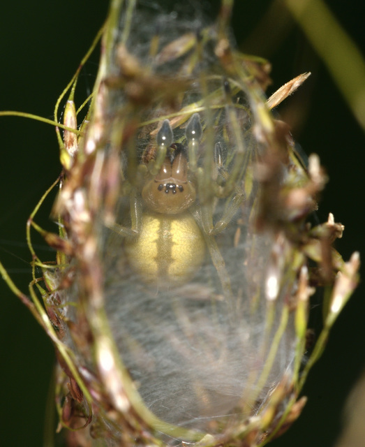 Cheiracanthium
