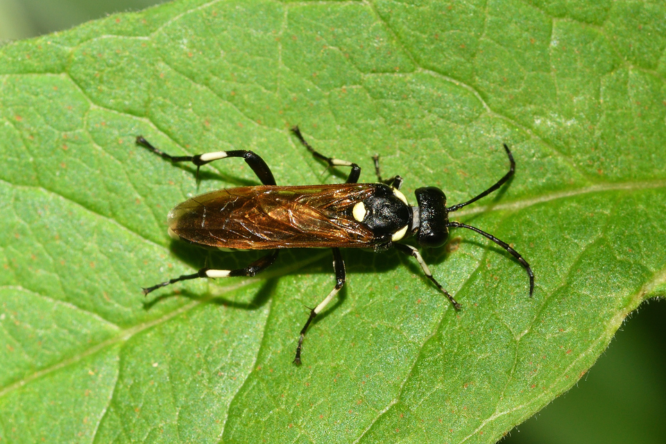 Tenthredinidae - valódi levéldarazsak