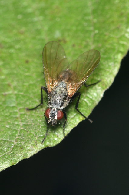 Anthomyiidae - viráglegyek