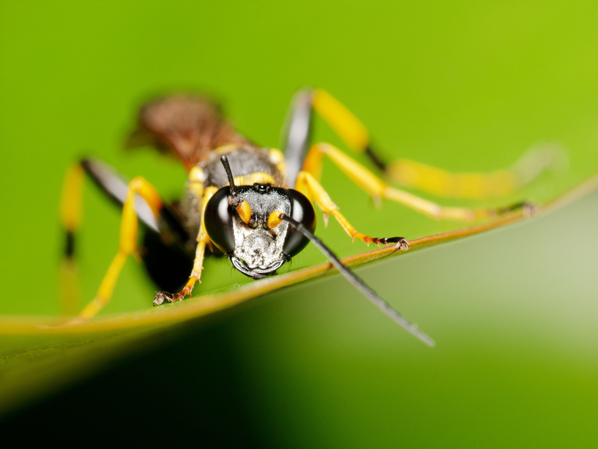 Sceliphron caementarium - feketenyelű lopódarázs
