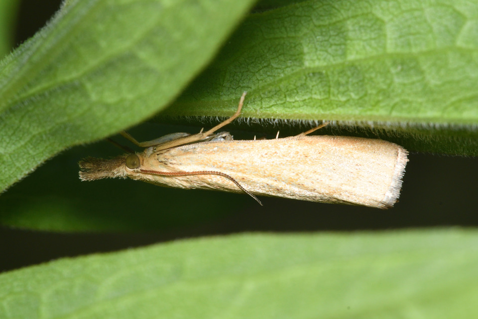Catoptria lythargyrella - szalmasárga fűgyökérmoly