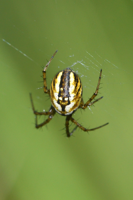 Mangora acalypha - réti keresztespók