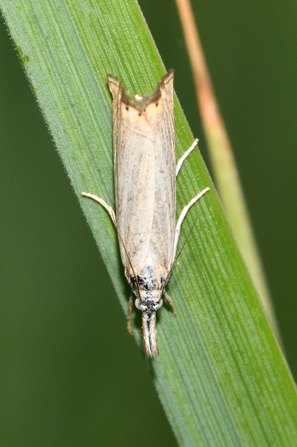 Chrysoteuchia culmella - kerti fűgyökérmoly