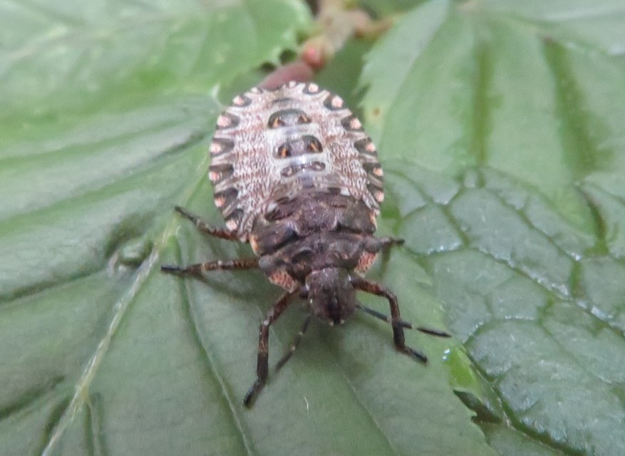 Pentatoma rufipes - vöröslábú címerespoloska Pentatoma rufipes - vöröslábú címerespoloska