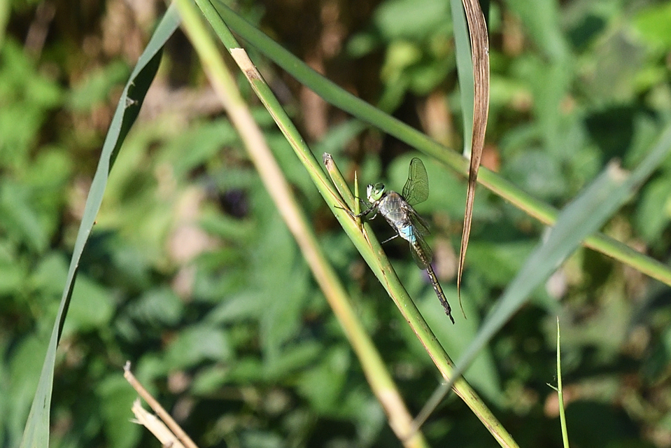 Anax parthenope - barna óriásacsa