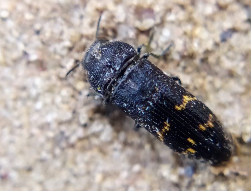 Acmaeoderella mimonti - homoki zömökdíszbogár