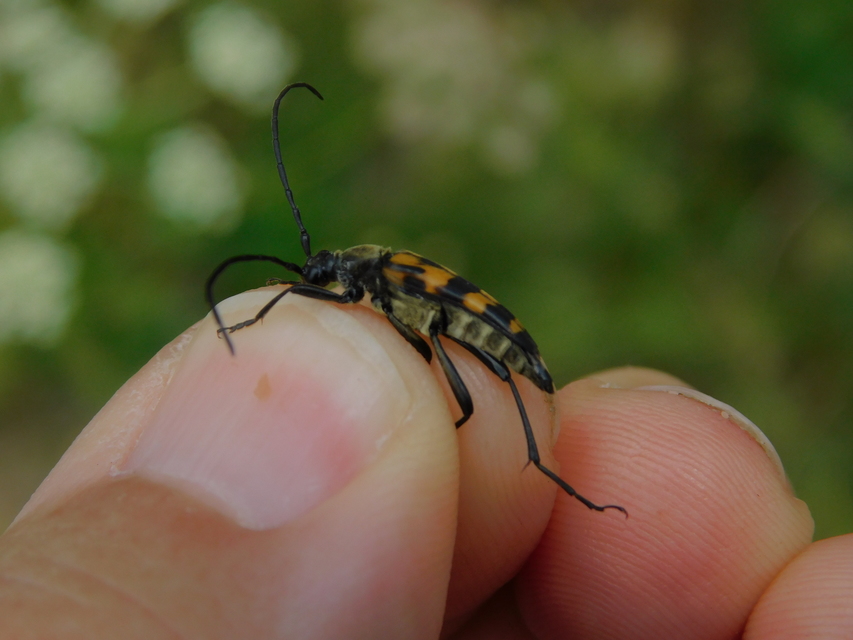 Leptura quadrifasciata - feketeszőrű szalagoscincér