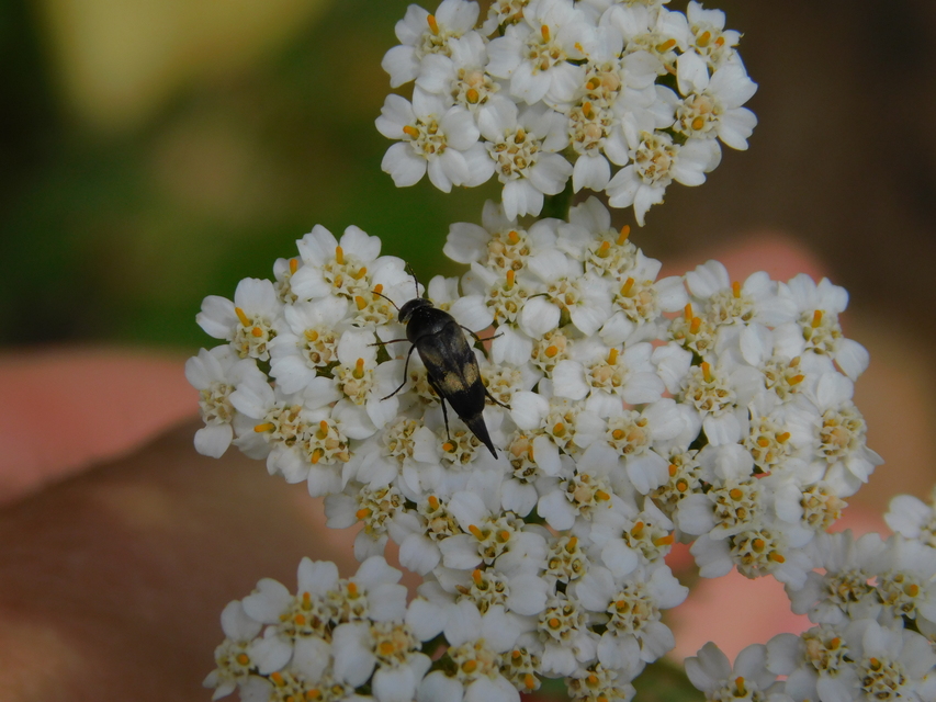 Variimorda villosa - szalagos maróka