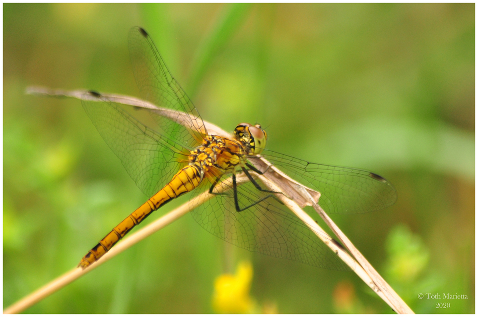 Sympetrum sanguineum - vörös katona-szitakötő
