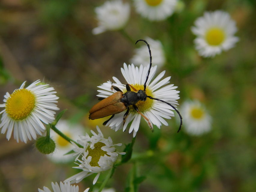 Stictoleptura rubra - vörös virágcincér