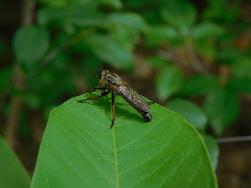 Antipalus varipes